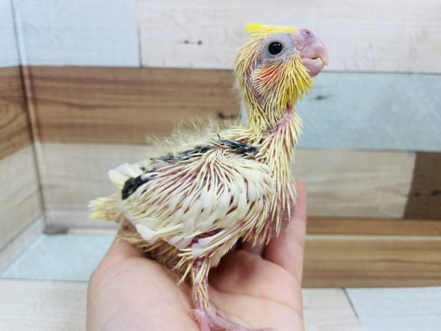 オカメインコ