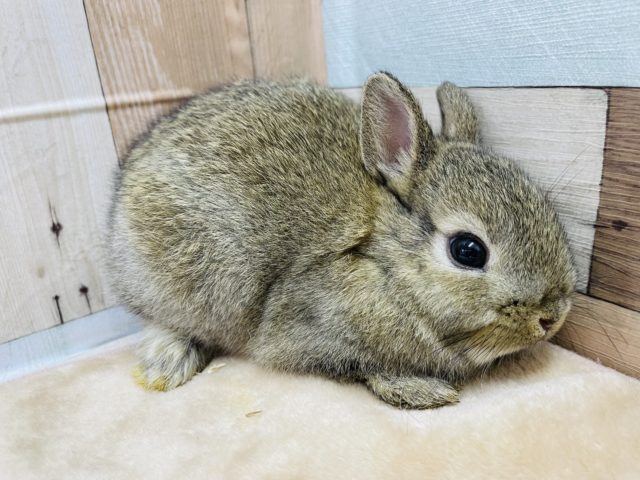 ネザーランドドワーフ