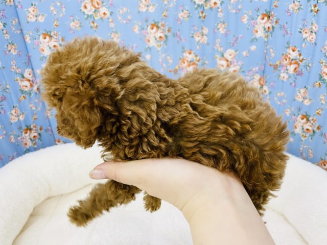 トイプードル