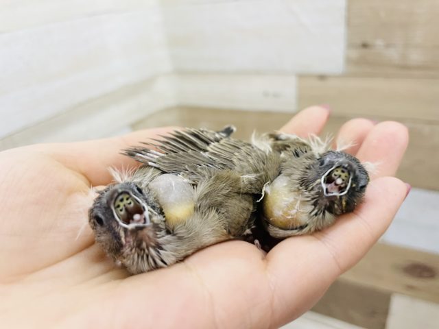 錦花鳥（キンカチョウ）