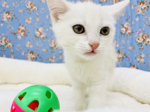 スコティッシュフォールド