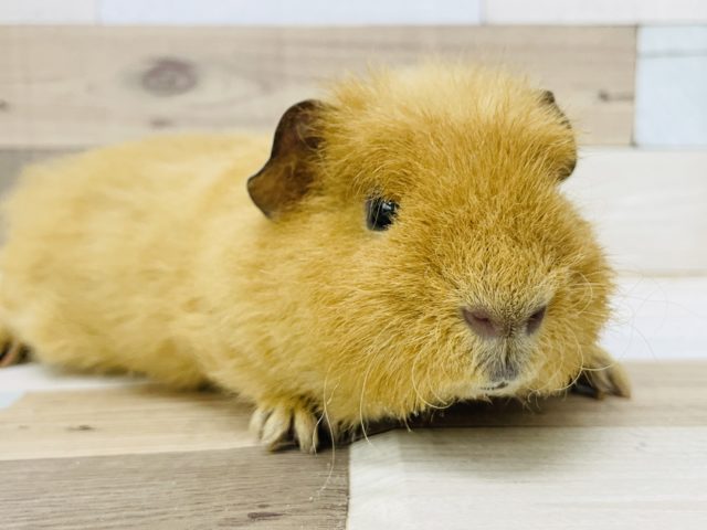 メリノモルモット