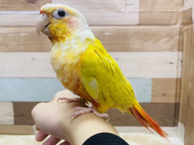 ホオミドリウロコインコ