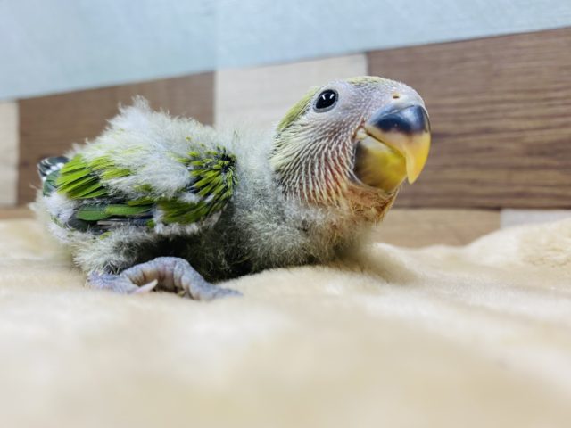 コザクラインコ（小桜インコ）
