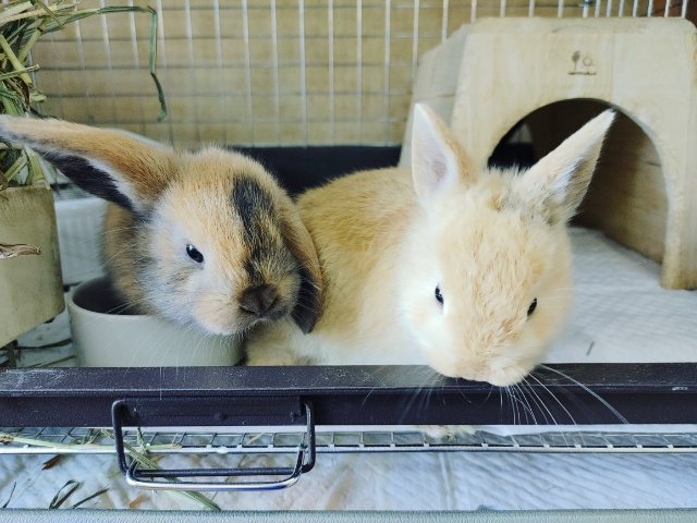 ロップイヤーラビット