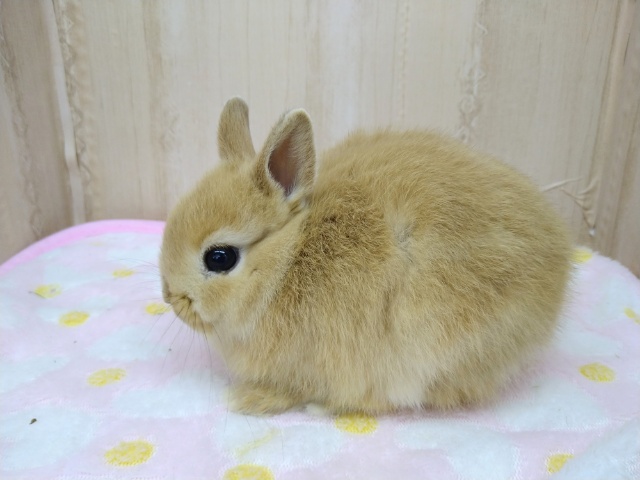 ドワーフラビット