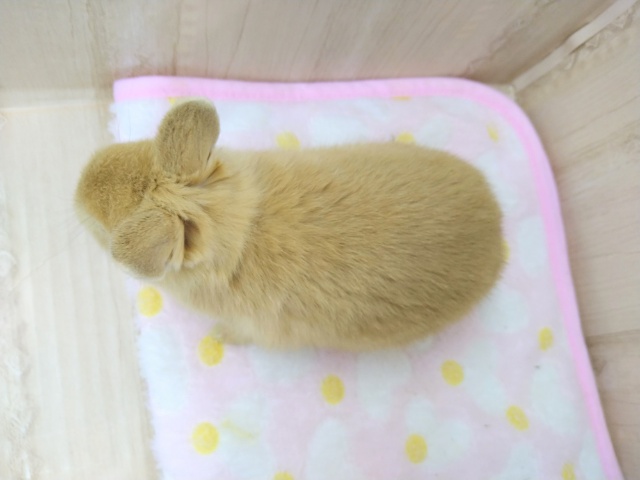 ドワーフラビット