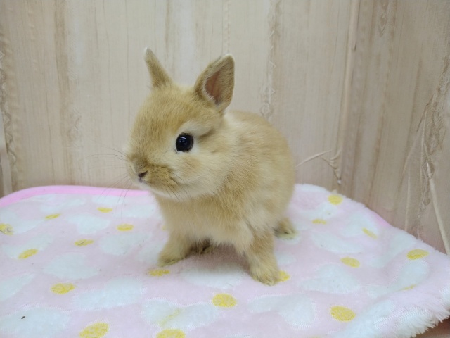 ドワーフラビット