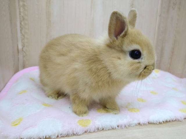 ドワーフラビット