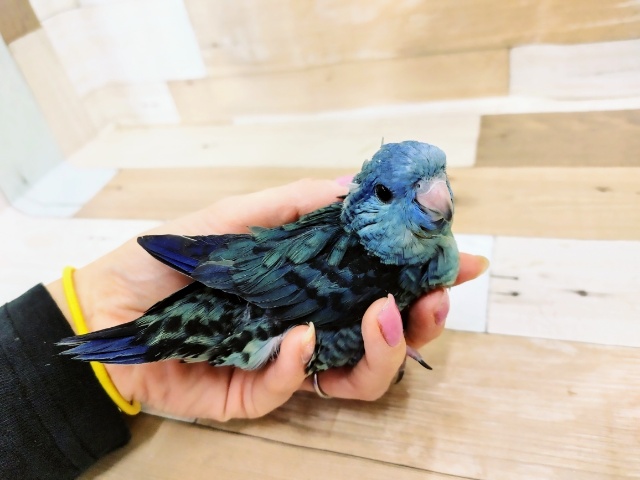 サザナミインコ