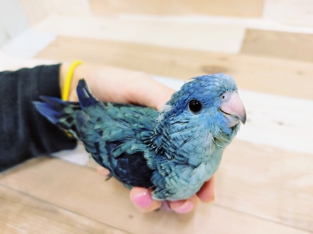 サザナミインコ