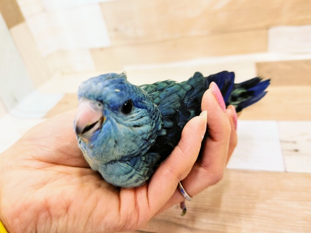 サザナミインコ