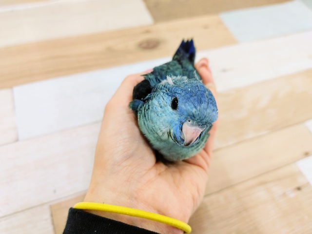 サザナミインコ