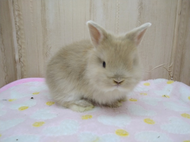 ライオンラビット