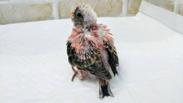 アキクサインコ（秋草インコ）