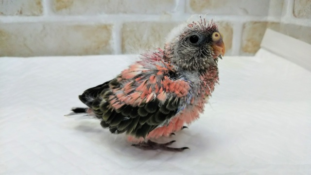 アキクサインコ（秋草インコ）