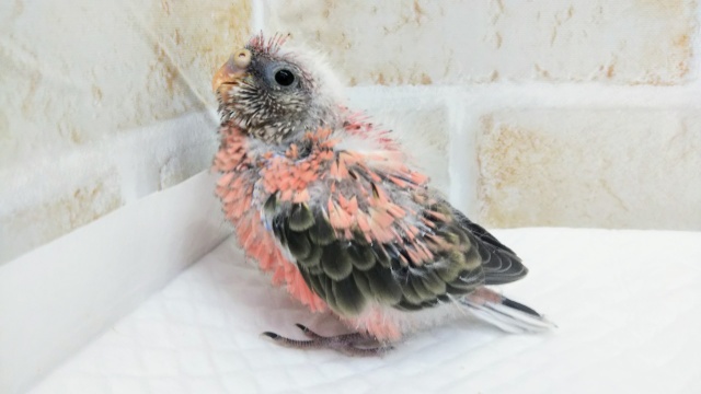 アキクサインコ（秋草インコ）