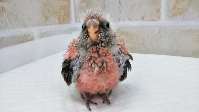 アキクサインコ（秋草インコ）