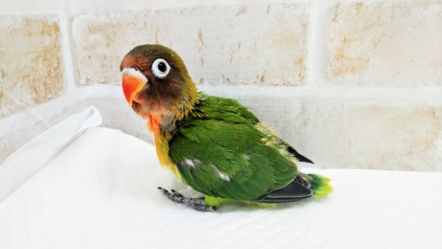 キエリクロボタンインコ