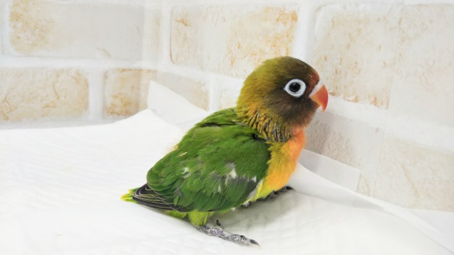 キエリクロボタンインコ