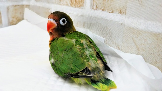 キエリクロボタンインコ