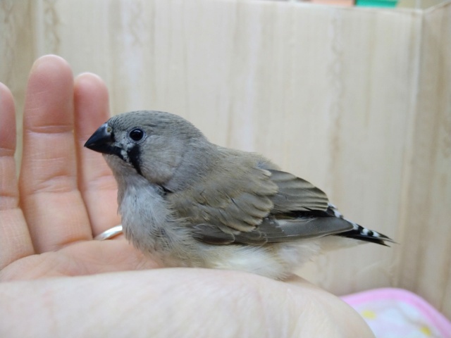 錦花鳥（キンカチョウ）