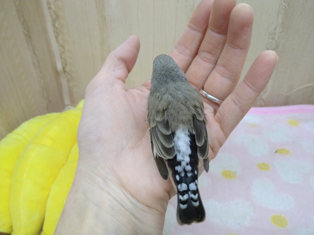 錦花鳥（キンカチョウ）