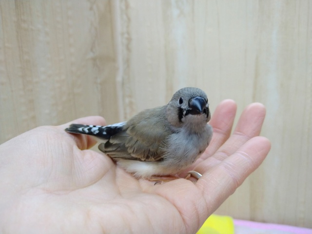 錦花鳥（キンカチョウ）