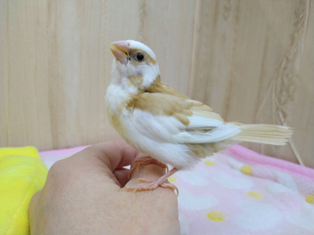 十姉妹（ジュウシマツ）