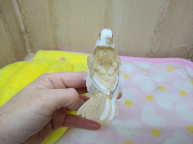 十姉妹（ジュウシマツ）