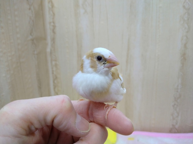 十姉妹（ジュウシマツ）