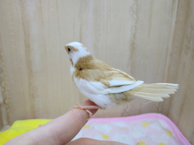 十姉妹（ジュウシマツ）