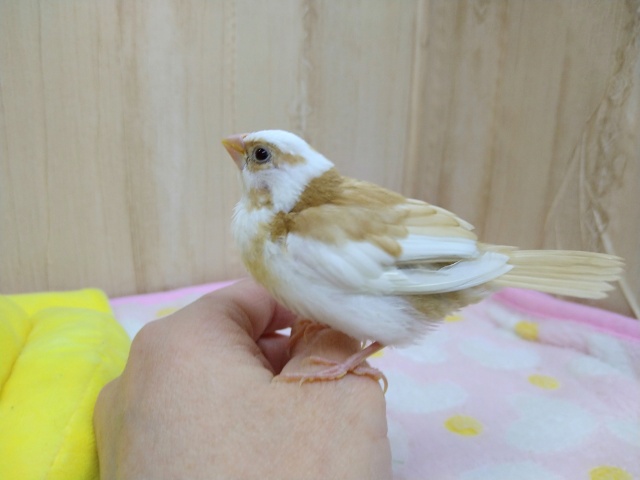 十姉妹（ジュウシマツ）