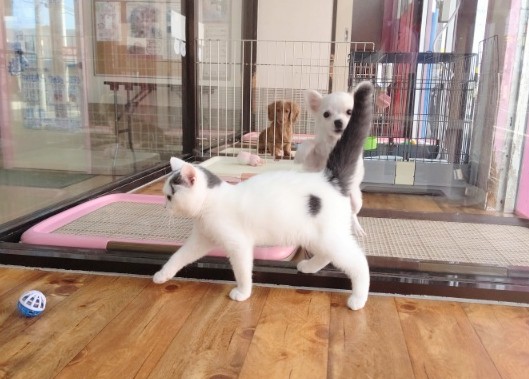 スコティッシュフォールド