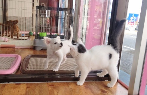 スコティッシュフォールド