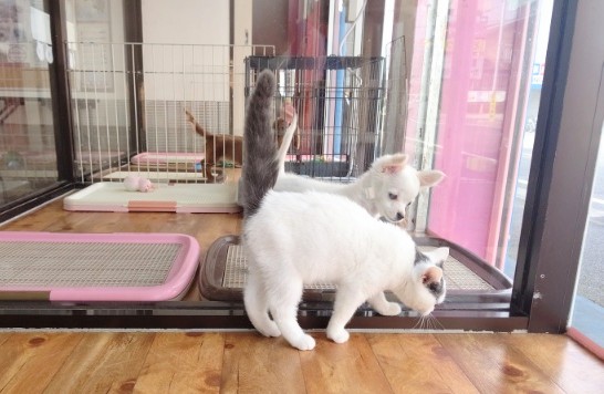 スコティッシュフォールド