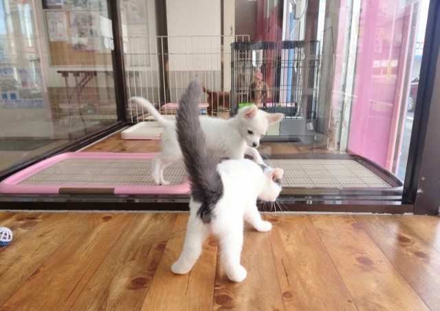 スコティッシュフォールド