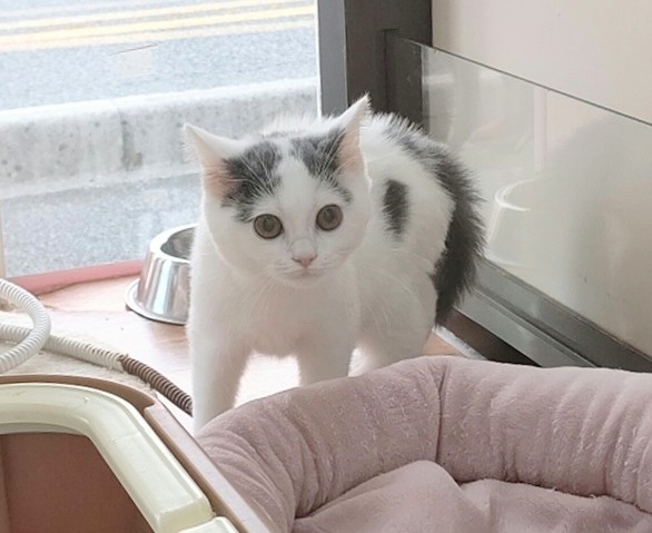 スコティッシュフォールド