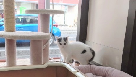 スコティッシュフォールド