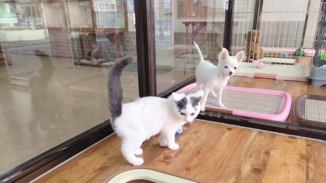 スコティッシュフォールド