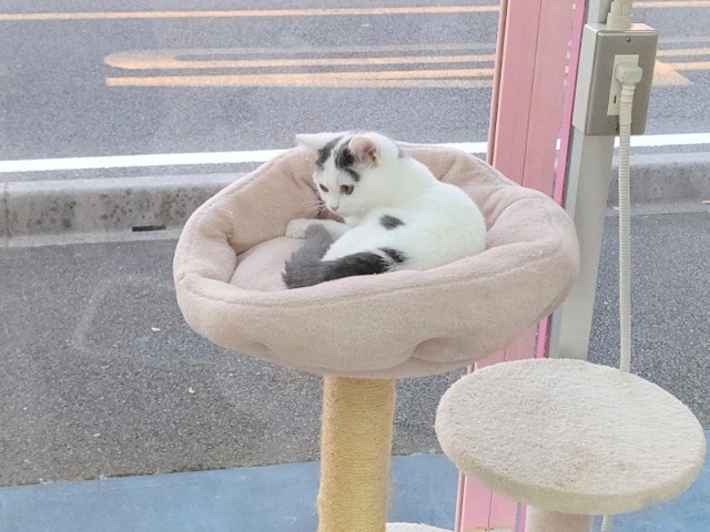 スコティッシュフォールド