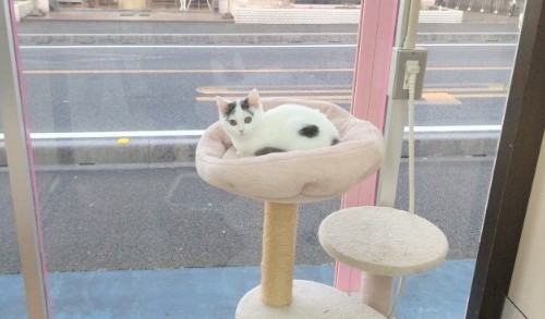 スコティッシュフォールド