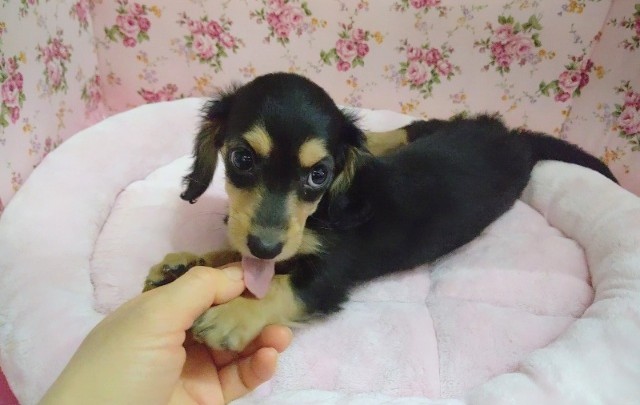 ミニチュアダックス