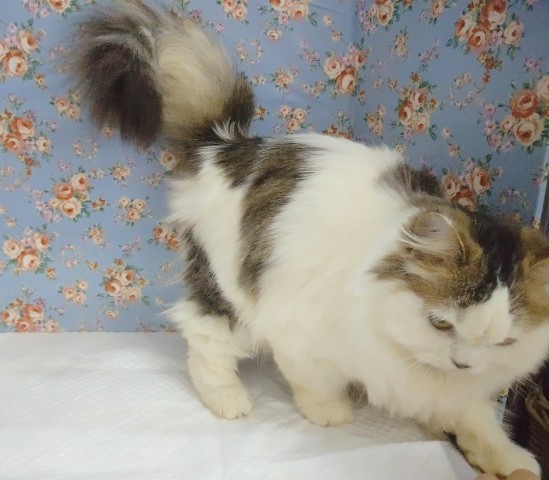 スコティッシュフォールド