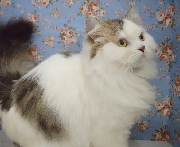 スコティッシュフォールド