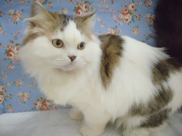 スコティッシュフォールド