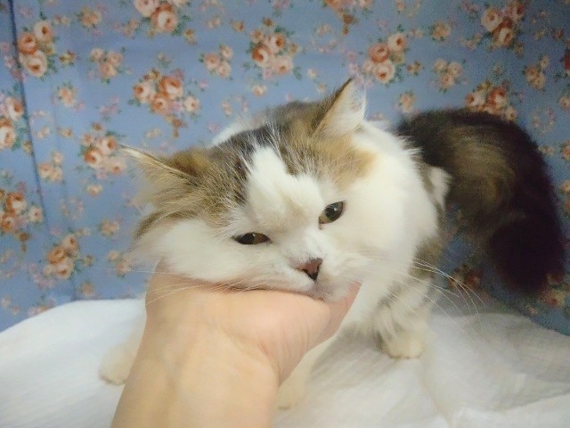 スコティッシュフォールド