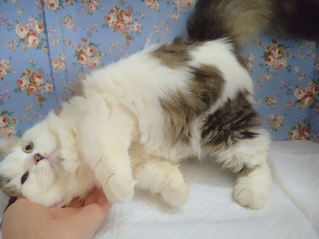 スコティッシュフォールド