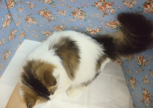 スコティッシュフォールド