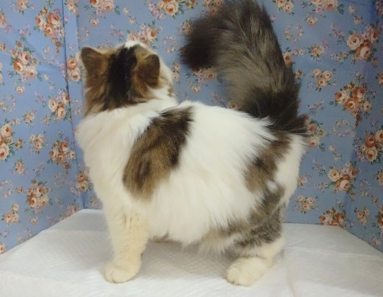 スコティッシュフォールド